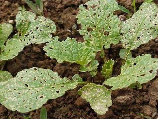 Вредители и болезни редиса: признаки, методы борьбы с ними