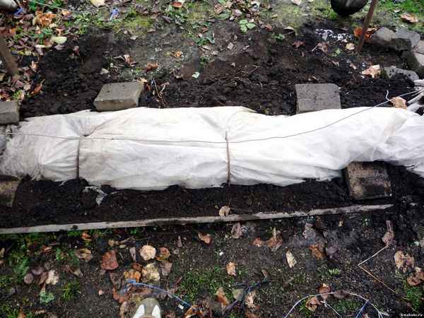 Способы укрывания винограда на зиму