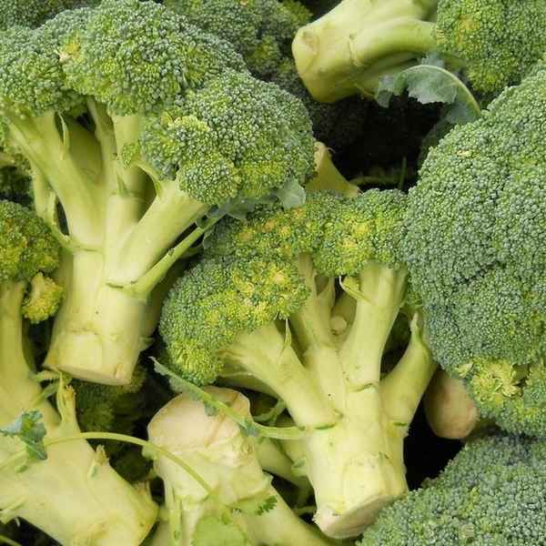 Раннеспелые, среднеспелые и позднеспелые сорта капусты брокколи