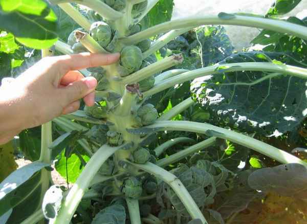 Брюссельская капуста: нужно ли обрывать листья в период созревания?