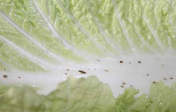 Почему на пекинской капусте чёрные точки?