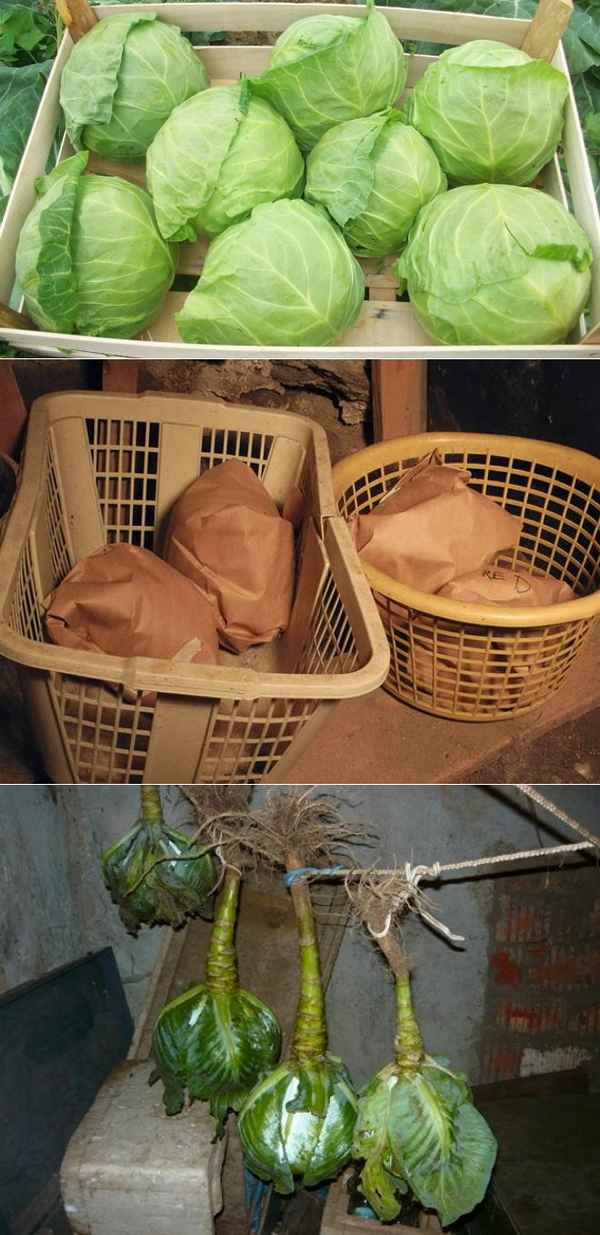 Как можно хранить савойскую капусту на зиму в домашних условиях