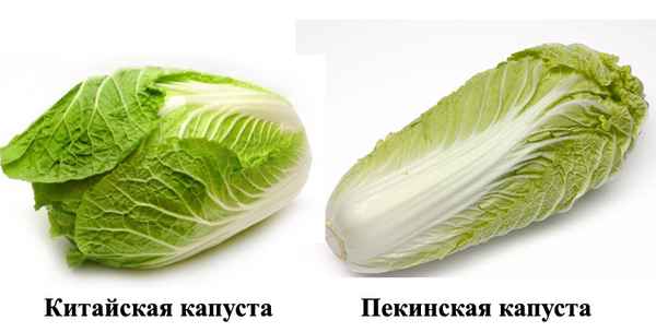 Отличие между пекинской и китайской капустой
