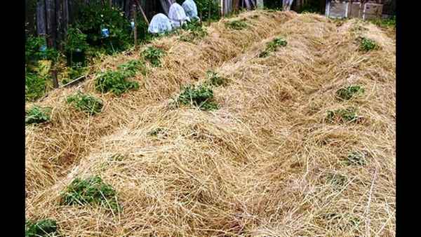 Выращивание и способы посадки картофеля под солому