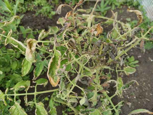 Что делать, если чернеет ботва картофеля