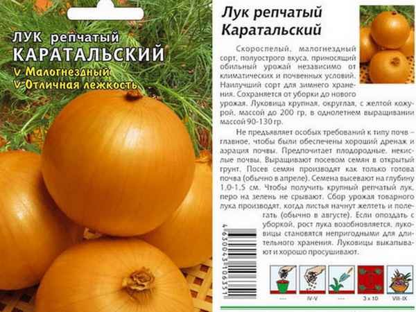 Особенности выращивания и ухода за репчатым луком сорта Каратальский