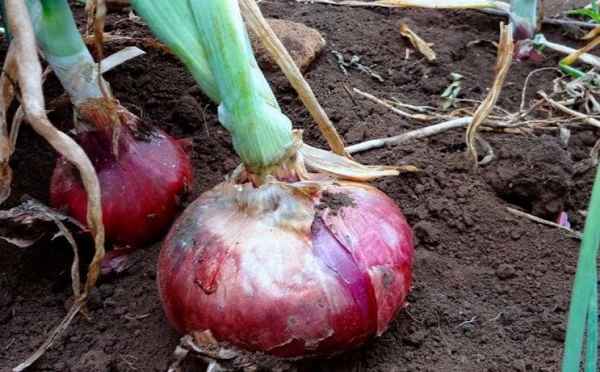 Особенности выращивания и ухода за сортом лука Ялтинский