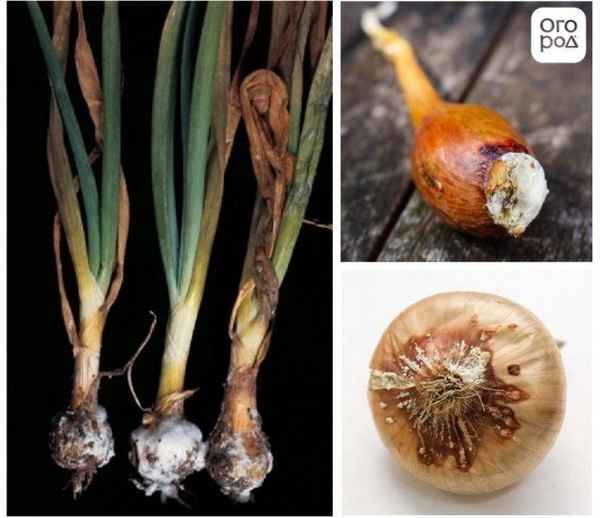 Почему гниёт лук изнутри и как это предотвратить?