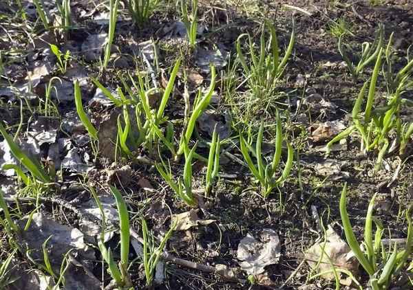 Особенности обрезки лука-батуна на зиму