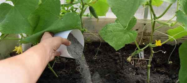 Как правильно удобрять огурцы золой?