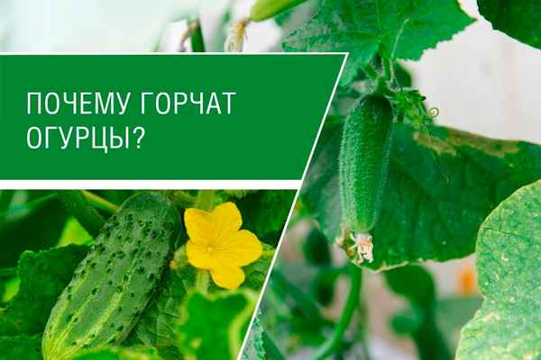 Что делать, если огурцы в теплице горькие