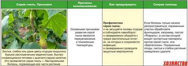 Гниют огурцы в теплице: возможные причины и профилактика