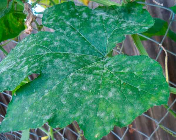 Как избавиться от белого налёта на огурцах?