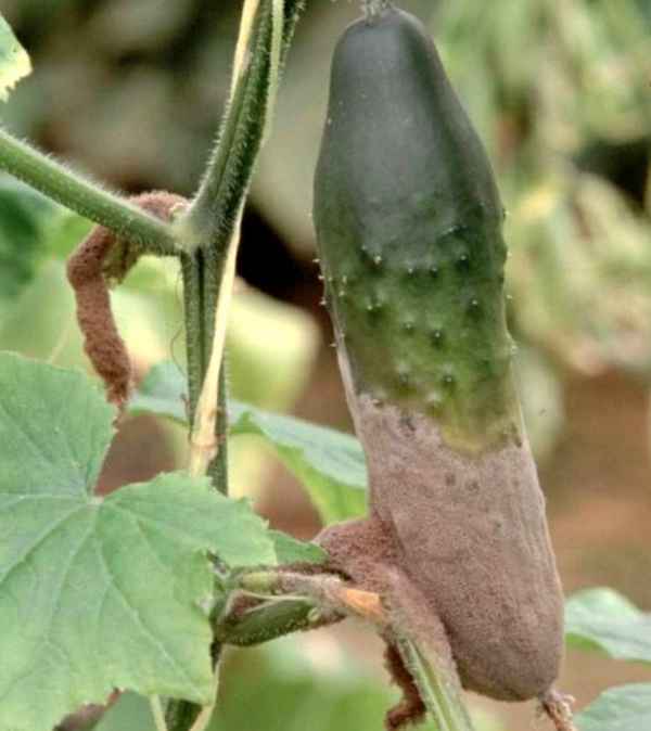 Как бороться с серой гнилью на огурцах в теплице?