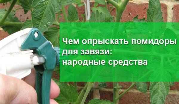 Чем опрыскать помидоры для завязи: лучшие средства, основные правила обработки