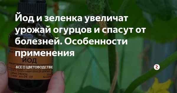 Как правильно обpaбатывать помидоры зелёнкой и йодом