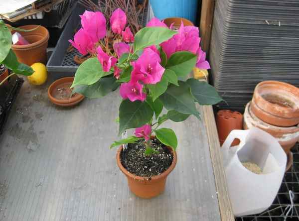 Уход и размножение бугенвиллии в домашних условиях