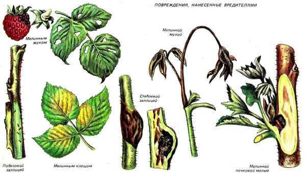 Болезни и вредители малины
