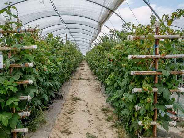 Выращивание малины