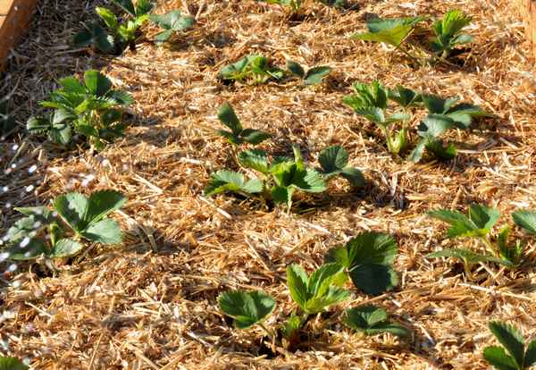 Как мульчировать клубнику