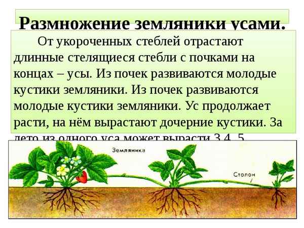 Главные особенности размножения клубники