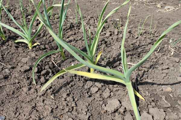 Почему весной желтеет чеснок и что при этом делать?