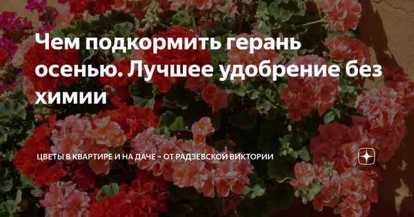 Герань зацветет пышно весной, если подкормите этим в феврале