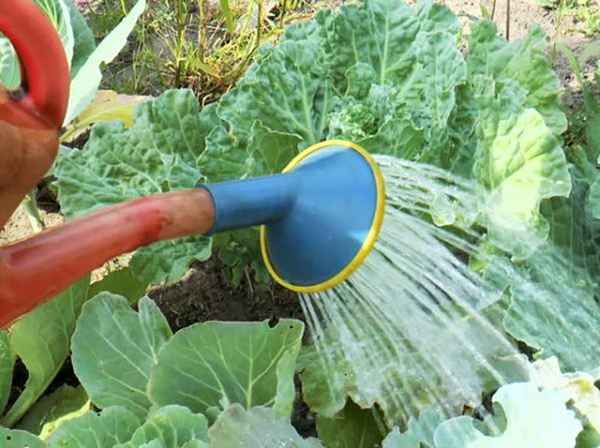 Как часто поливать капусту