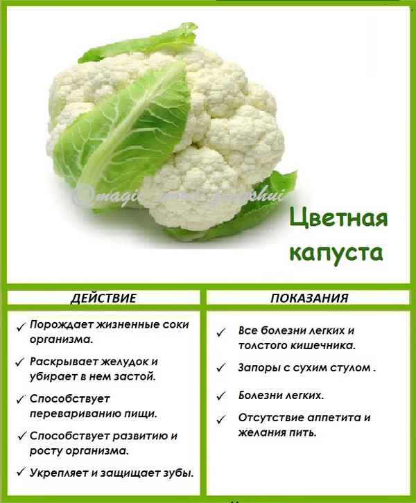 Польза и вред цветной капусты для здоровья