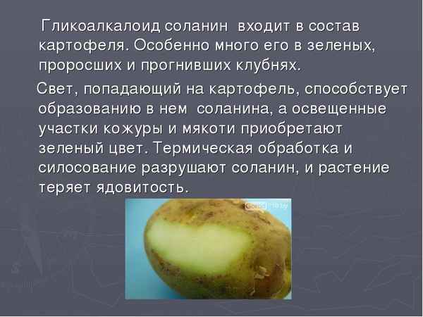 Почему картошка зелёная и насколько она вредна