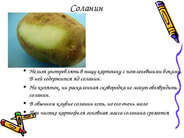 Соланин в картофеле — опасно или нет?