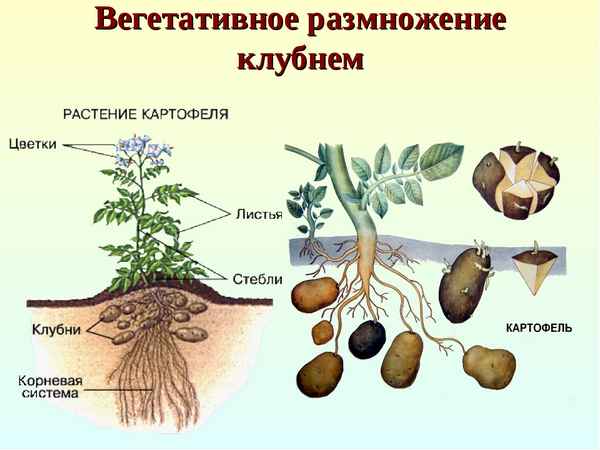 Способы размножения картофеля