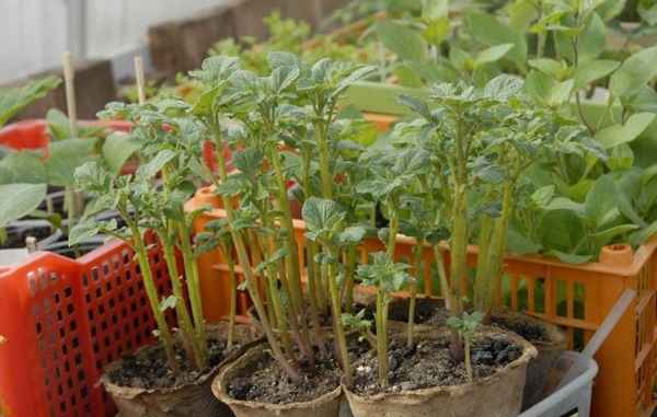 Как выращивать картофель из семян в домашних условиях