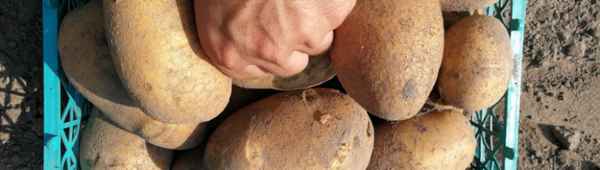 Сорт картофеля Банба: ботаническое описание, агротехника выращивания и ухода