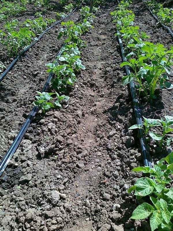 Как правильно поливать картофель своими руками