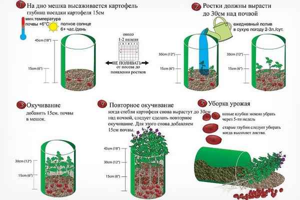 Технология выращивания картофеля в мешках