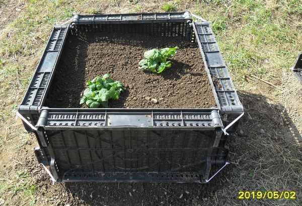 Особенности выращивания картофеля в ящиках