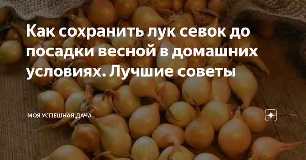 Как правильно сохранить лук-севок до посадки весной в домашних условиях