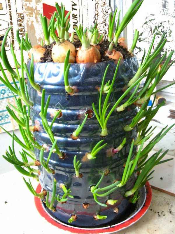 Как вырастить лук в пластиковой бутылке?