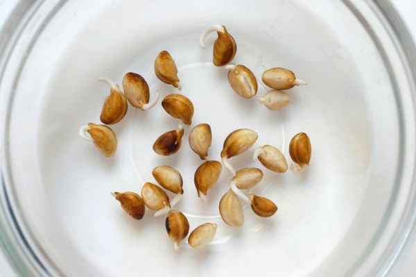 3 простых способа оживить просроченные семена