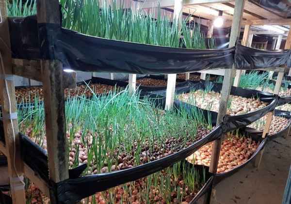 Как правильно вырастить зелёный лук в подвале