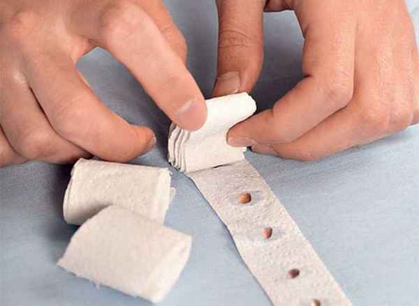 Посадка моркови на туалетной бумаге своими руками