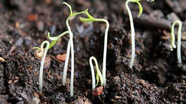 Если семена не взошли: 5 вероятных причин