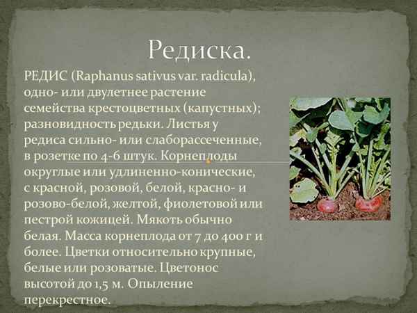 Что такое редис: описание и хаpaктеристика растения