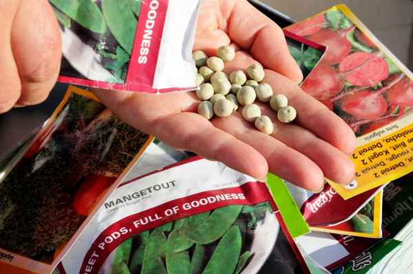 5 важных правил при выборе семян