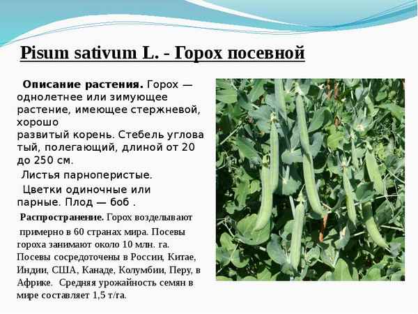 Горох посевной: описание растения, выращивание и уход в домашних условиях