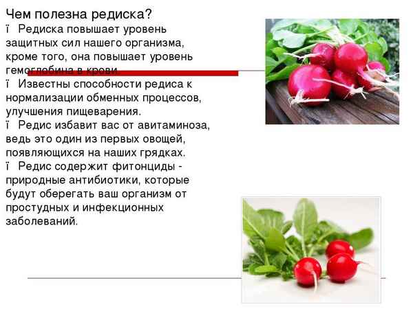 Редис: польза и вред для здоровья, особенности употрeбления