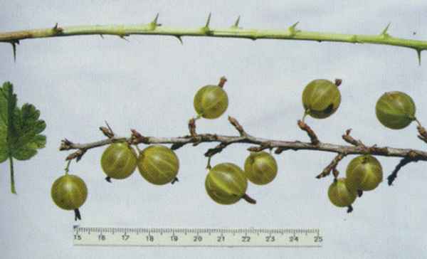 Крыжовник Белые ночи: хаpaктеристика, особенности выращивания и размножения