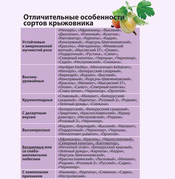 Крыжовник Неслуховский: хаpaктеристика, особенности выращивания и размножения