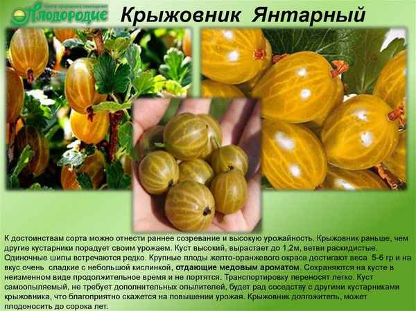 Крыжовник Орлёнок: хаpaктеристика, особенности выращивания и размножения